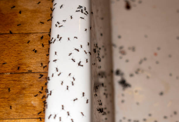 Best Wasp Removal Services  in Mount Gay Shamrock, WV